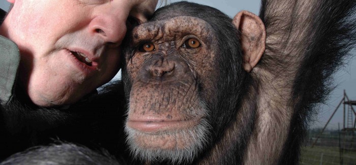 “¿Qué son los grandes simios? Personas no humanas que luchan por vivir en un mundo cada vez más limitado”