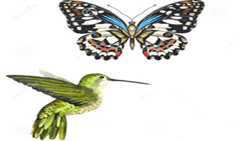 Cambio climático y demás crisis ecológicas o la leyenda del colibrí y el efecto mariposa